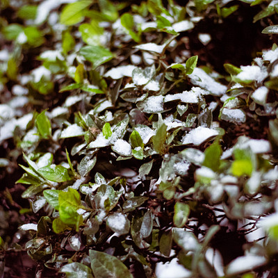 The image features a close-up view of a group of green leaves covered in snow. The leaves are scattered throughout the scene, with some appearing to be more prominent than others. The overall effect is a beautiful and serene winter landscape, showcasing the delicate beauty of nature even during the colder months.