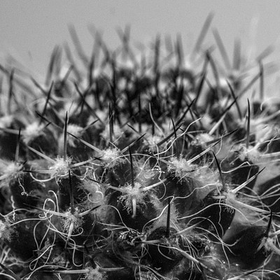 The image features a close-up of a cactus with many spines. The cactus is covered in white hairs, giving it an interesting appearance. There are numerous small spikes on the cactus, making it look like a dense and thorny plant.