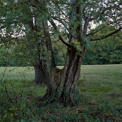 The image features a large tree with a twisted trunk, surrounded by green leaves. It appears to be growing in the middle of a field or park. There are several other trees in the background, creating a serene and natural setting.