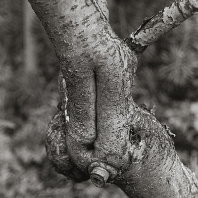The image is a black and white photo of a tree branch with a knot in it. The knot appears to be holding the branch together, creating an interesting visual effect. The branch has a few twists and turns as it extends from the main trunk.