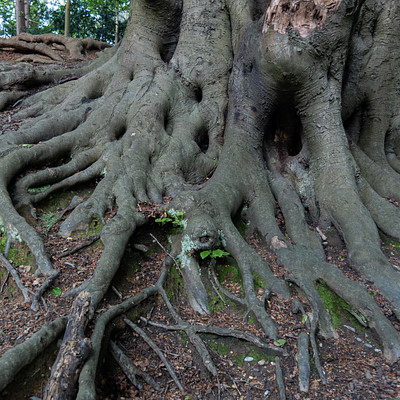 The image features a large tree with a massive root system, giving it the appearance of an old and gnarled tree. The roots are spread out in various directions, creating a unique and interesting visual effect. The tree is situated on top of a hill or mound, adding to its natural beauty.