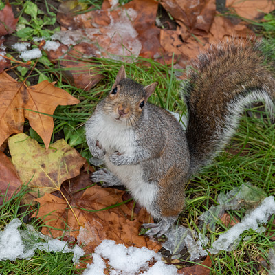 The image features a squirrel standing on top of leaves in the grass. It appears to be looking at something, possibly an object or another animal. The scene is set outdoors with the squirrel being the main focus of the picture.