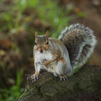 The image features a squirrel sitting on top of a rock, surrounded by grass. The squirrel appears to be looking at the camera, capturing its attention. The scene is set in an outdoor environment with some trees visible in the background.