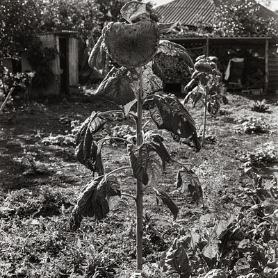 The image is a black and white photo of an outdoor scene with a large plant in the foreground. The plant has a flower on it, which appears to be a sunflower. There are several other plants surrounding this main plant, creating a lush garden-like atmosphere.