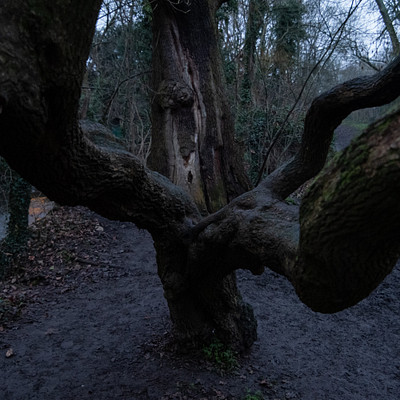 The image features a large, twisted tree with multiple branches and roots. It appears to be in the middle of a forest or wooded area. The tree has a unique shape, giving it an interesting appearance.