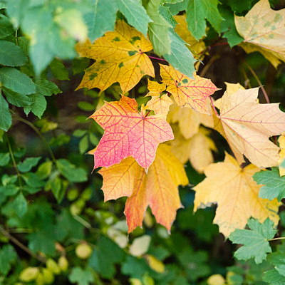 The image features a close-up of several leaves with vibrant colors, including red and yellow. These leaves are hanging from branches in front of a green background. The leaves appear to be autumn foliage, adding a touch of warmth and beauty to the scene.