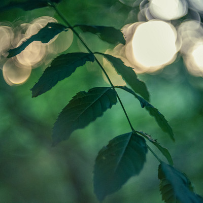 The image features a close-up of a leafy tree branch with green leaves. The leaves are scattered throughout the scene, creating a lush and vibrant atmosphere. The sunlight is shining through the trees, casting light on the leaves and creating interesting reflections in the background.