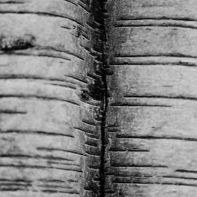The image is a black and white photo of a tree trunk. It features the bark of the tree, which appears to be old and weathered. The tree has a large knot on its side, adding character to the scene.