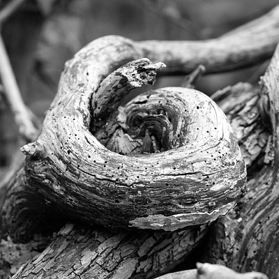 The image features a large, twisted tree branch with a curled-up appearance. It appears to be an old and weathered piece of wood, possibly from a fallen tree or a dead limb. The branch is surrounded by other branches and leaves, creating a natural setting.