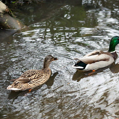 The image features two ducks swimming in a small stream of water. They are positioned close to each other, with one duck slightly ahead of the other. The scene appears to be set outdoors, possibly in a natural environment or park setting.