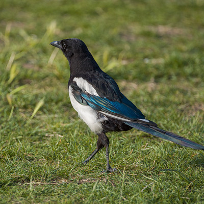 The image features a black and blue bird standing on the grass. It appears to be walking or standing in an open field, possibly searching for food. The bird's colors are predominantly black with some blue accents, making it visually striking against the green background of the grassy area.