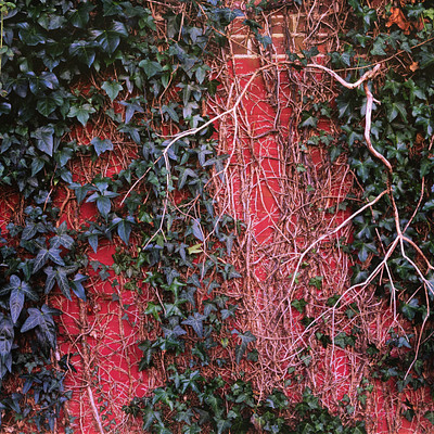The image features a red brick wall with green ivy growing on it. The ivy is climbing up the side of the wall, creating an interesting visual effect. There are several branches and leaves visible in the scene, adding to the natural beauty of the environment.
