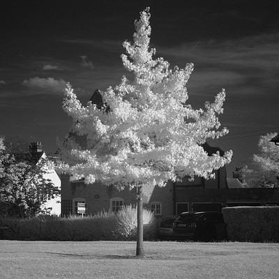 The image is a black and white photo of a tree in the middle of a field. The tree has a few leaves on it, giving it a slightly greenish appearance. In the background, there are houses visible, adding to the overall atmosphere of the scene.
