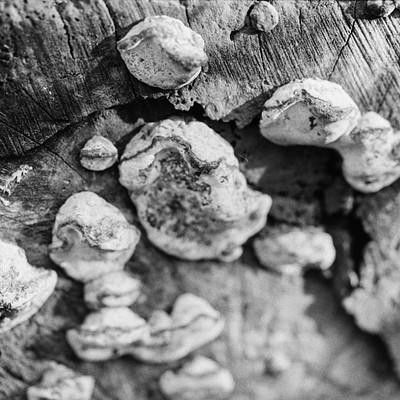 The image is a black and white photo of a tree branch with many small mushrooms growing on it. These mushrooms are scattered all over the branch, covering its surface. Some of them are larger than others, but they all share similar characteristics in terms of shape and size.