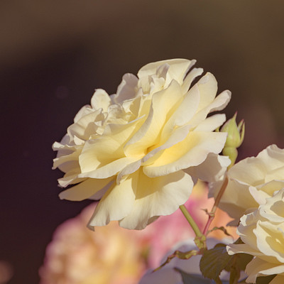 The image features a close-up of several yellow and pink flowers in bloom. These flowers are arranged in a bouquet, with some of them appearing to be roses. They are placed together on a branch or stem, creating an attractive display.