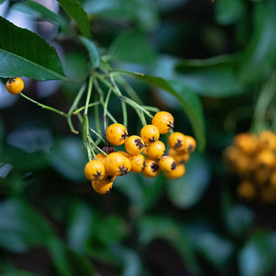 The image features a close-up of a tree with many yellow fruits hanging from its branches. These fruits are small and round, resembling lemons or tangerines. They are scattered throughout the tree, some closer to the top while others are lower down.
