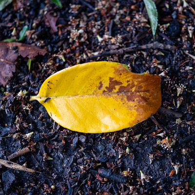 The image features a yellow leaf lying on the ground, possibly in a forest or park setting. The leaf is slightly curled and appears to be drying out. There are also some dirt patches visible around the leaf, adding to its natural surroundings.