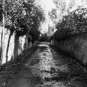 #london #filmphotography #film  #analogphotography #analog #homedeveloped #shotonfilm #analogvibes #selfdevelopment #streetphotography #street #nature #naturephotography #blackandwhite #bnw #fomapan100 #foma #fomapan #olympus #is-3000 #olympusis3000 #is3000