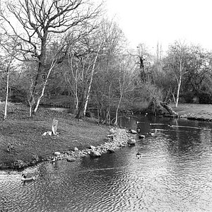 #london #filmphotography #film #hp5 #ilford #mediumformat #analogphotography #analog #120 #120film #645 #homedeveloped #shotonfilm #analogvibes #selfdevelopment #streetphotography #street #nature #naturephotography #bronica #zenzabronica #etrs #bronicaetrs #blackandwhite #bnw