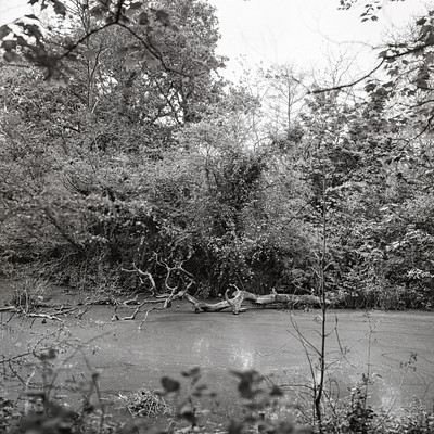 The image is a black and white photo of a forest with trees, bushes, and water. There are several trees in the scene, some closer to the foreground while others are further away. A fallen tree can be seen near the water's edge, adding an interesting element to the landscape.