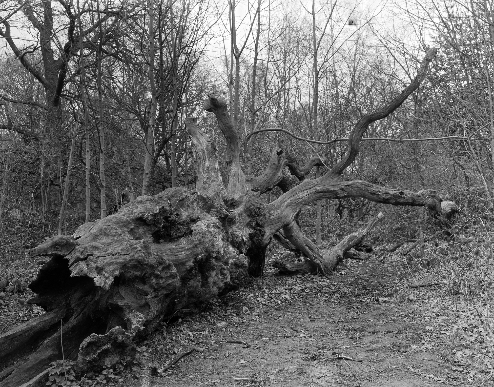 fallen-tree-paul-nechifor-photography