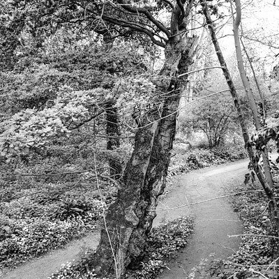 The image is a black and white photo of a tree with its roots exposed, located in the middle of a forest. The tree appears to be leaning over, giving it an interesting and unique appearance. There are several other trees surrounding this particular tree, creating a sense of depth within the forest.