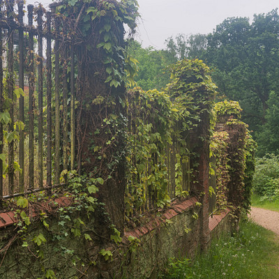 The image features a brick wall with ivy growing on it, creating an old and charming appearance. The ivy is climbing up the side of the wall, giving it a natural and lush look. In addition to the ivy, there are trees in the background, adding to the overall beauty of the scene.