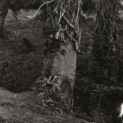 The image is a black and white photo of a tree with many branches. Some of the branches are twisted, creating an interesting visual effect. There are also some leaves on the tree, adding to its natural appearance.