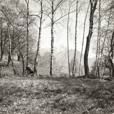 The image is a black and white photo of a forest with trees. There are several trees in the scene, some taller than others, creating a sense of depth within the forest. A dog can be seen walking through the woods, exploring the area.